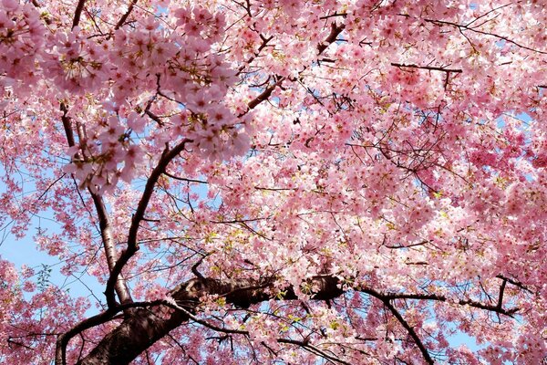 Ein schöner, blühender rosa Baum auf einem blauen Himmelshintergrund