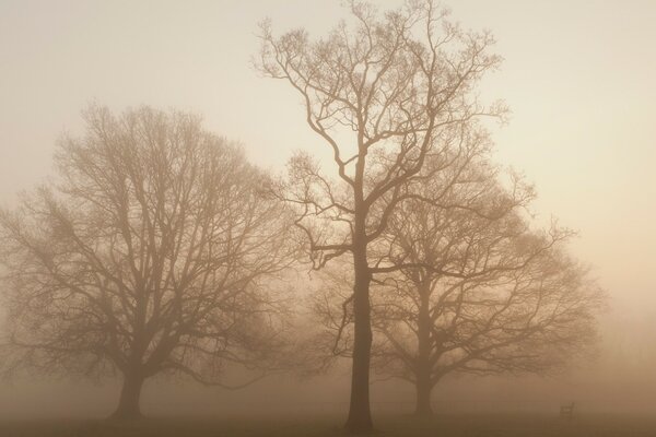 Foggy autumn days. Bench by the tree