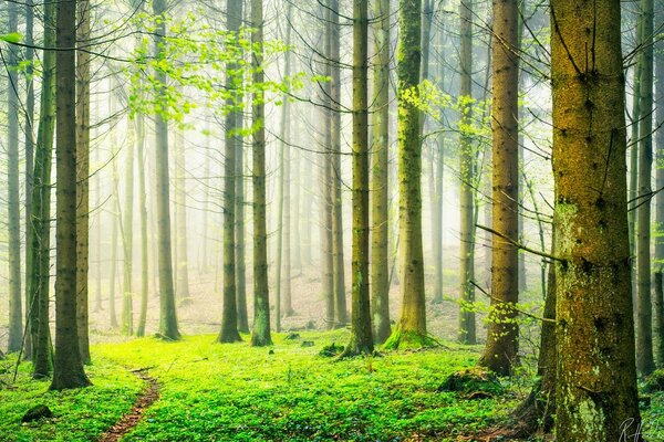 Schweizer Wald an einem nebligen Frühlingsmorgen