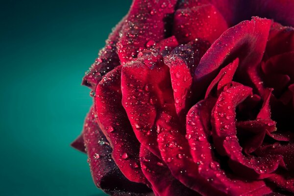 Fotografia macro di un bocciolo di rosa con rugiada sui petali