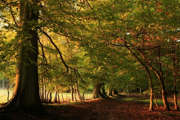 Camino en el denso bosque de otoño