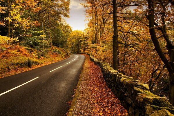 No es una carretera ancha en el bosque de otoño