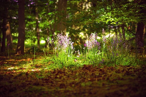 Belles fleurs fleurissent dans la forêt