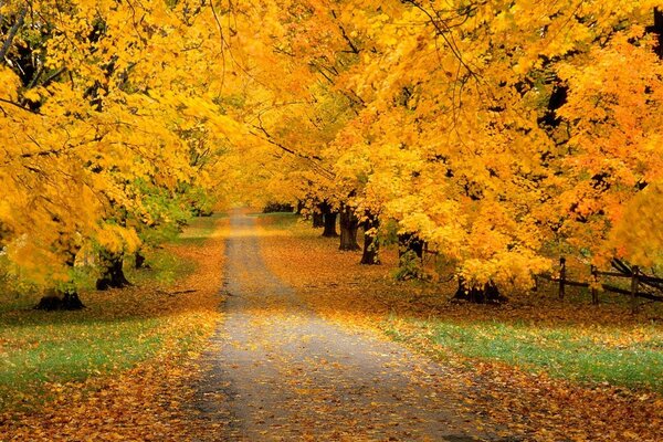 Route dans la belle forêt d automne