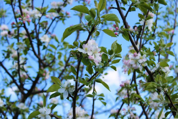 Arbre en fleurs sur fond de ciel bleu