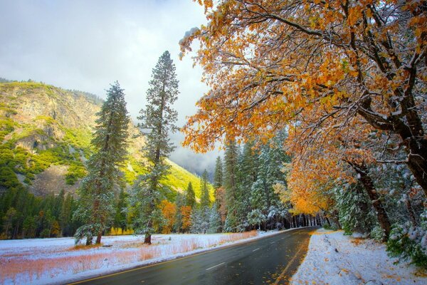 Les arbres sont recouverts de neige. Route et forêt