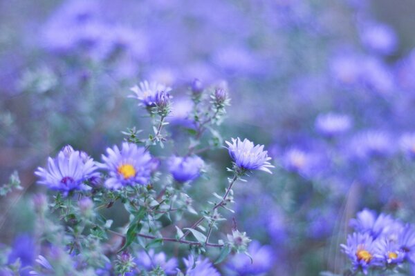 Purple wildflowers on a blurry background