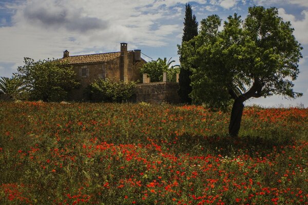 Haus auf einer Mohnwiese auf Mallorca