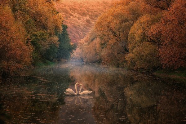 Two swans in the lake in autumn