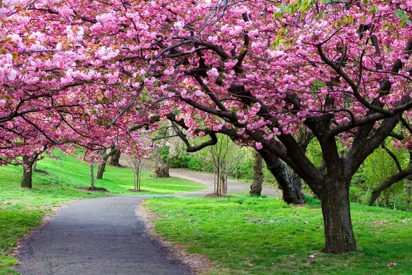 Sakura de primavera. Descansadero