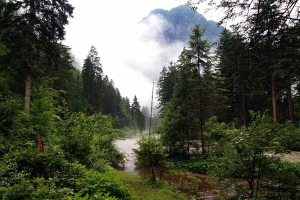 Forest clearing . Fog in the mountains