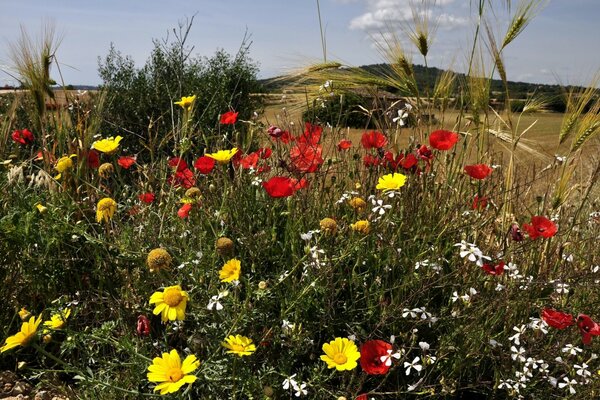 Gelbe Blumen und Mohnblumen in Ähren