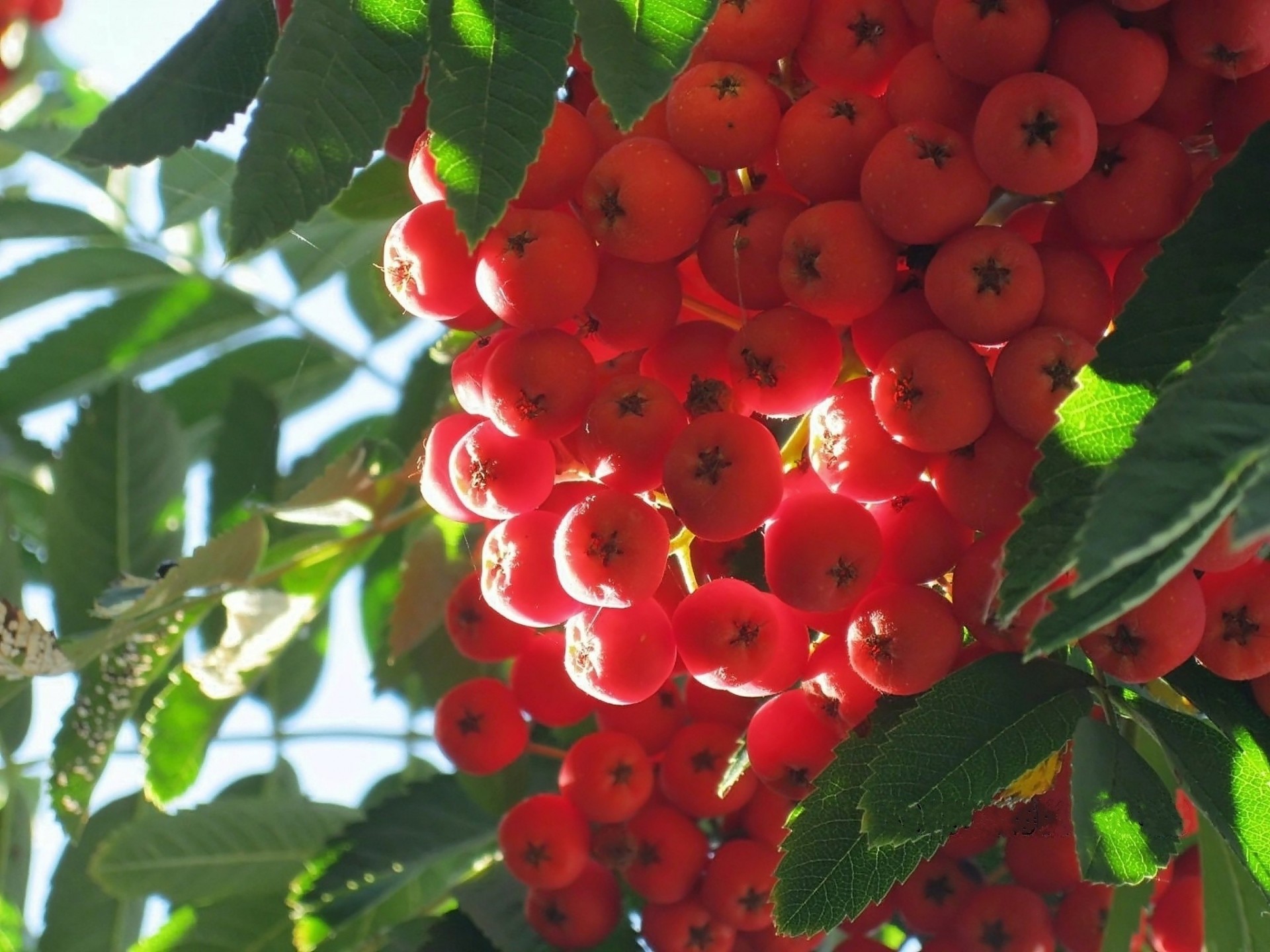 brush red rowan