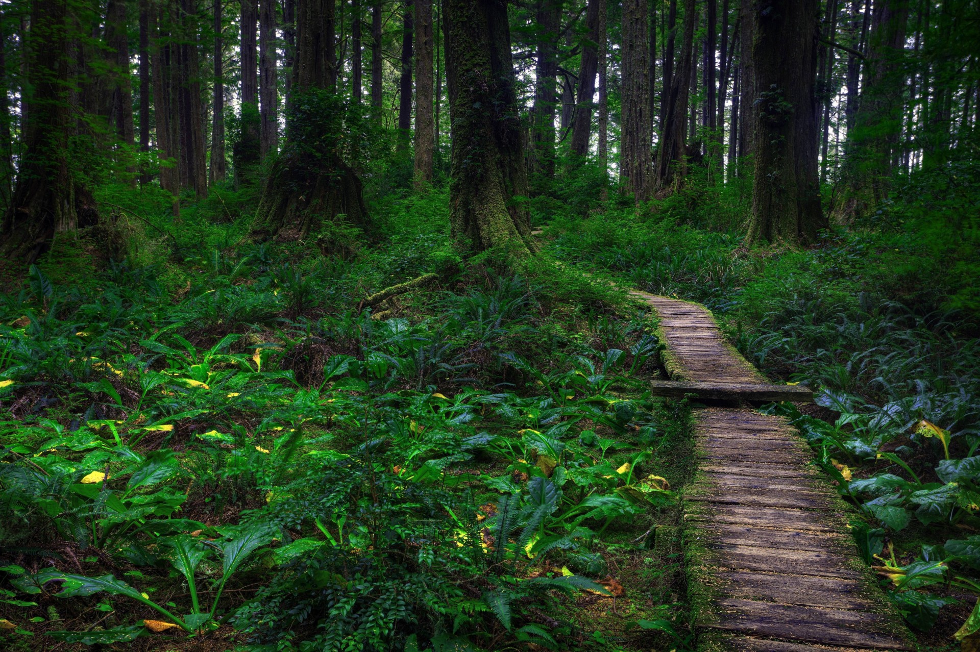 forest tree nature