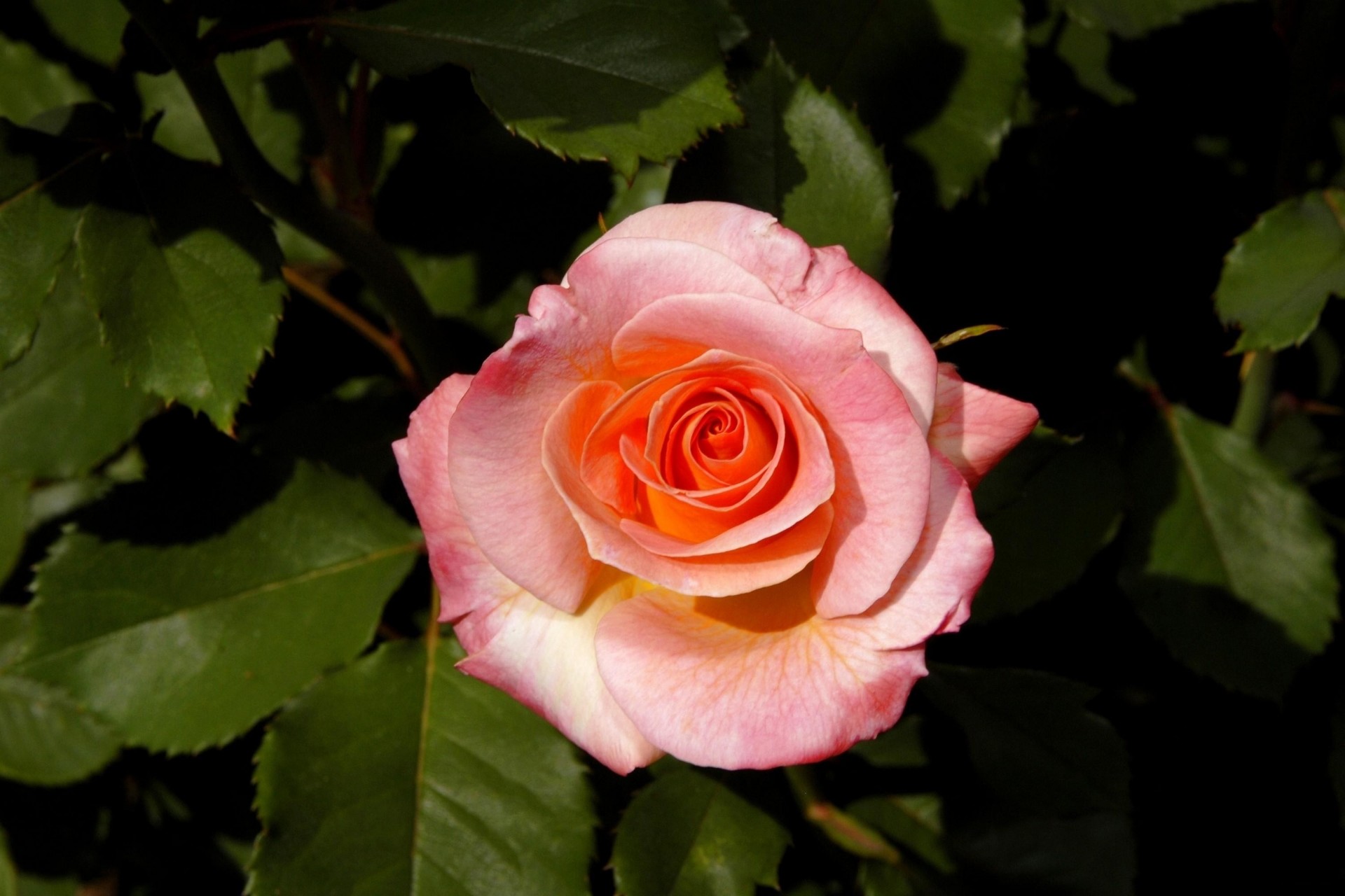 foglia rosa fiore cespuglio bocciolo