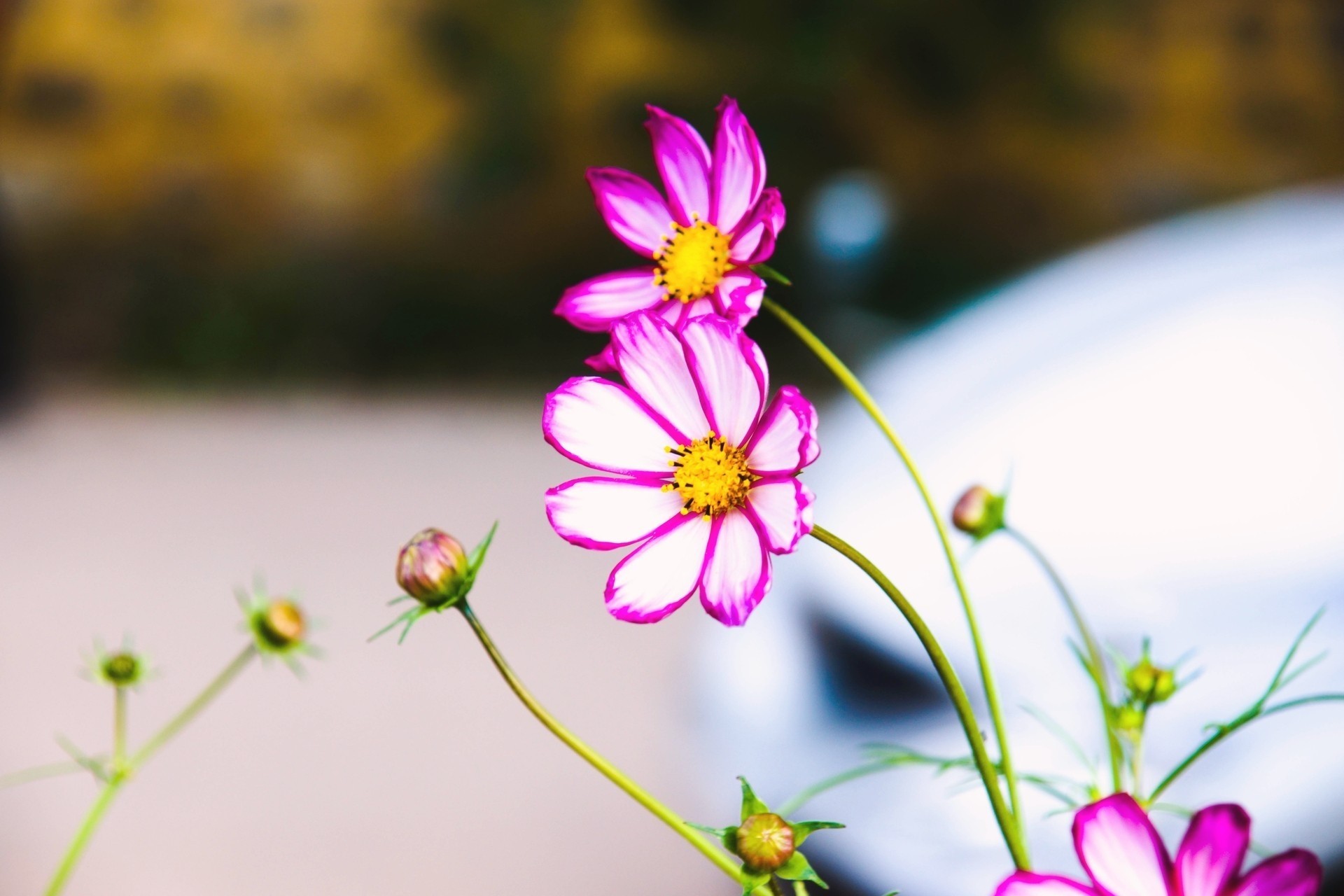 autunno corea fiori spazio