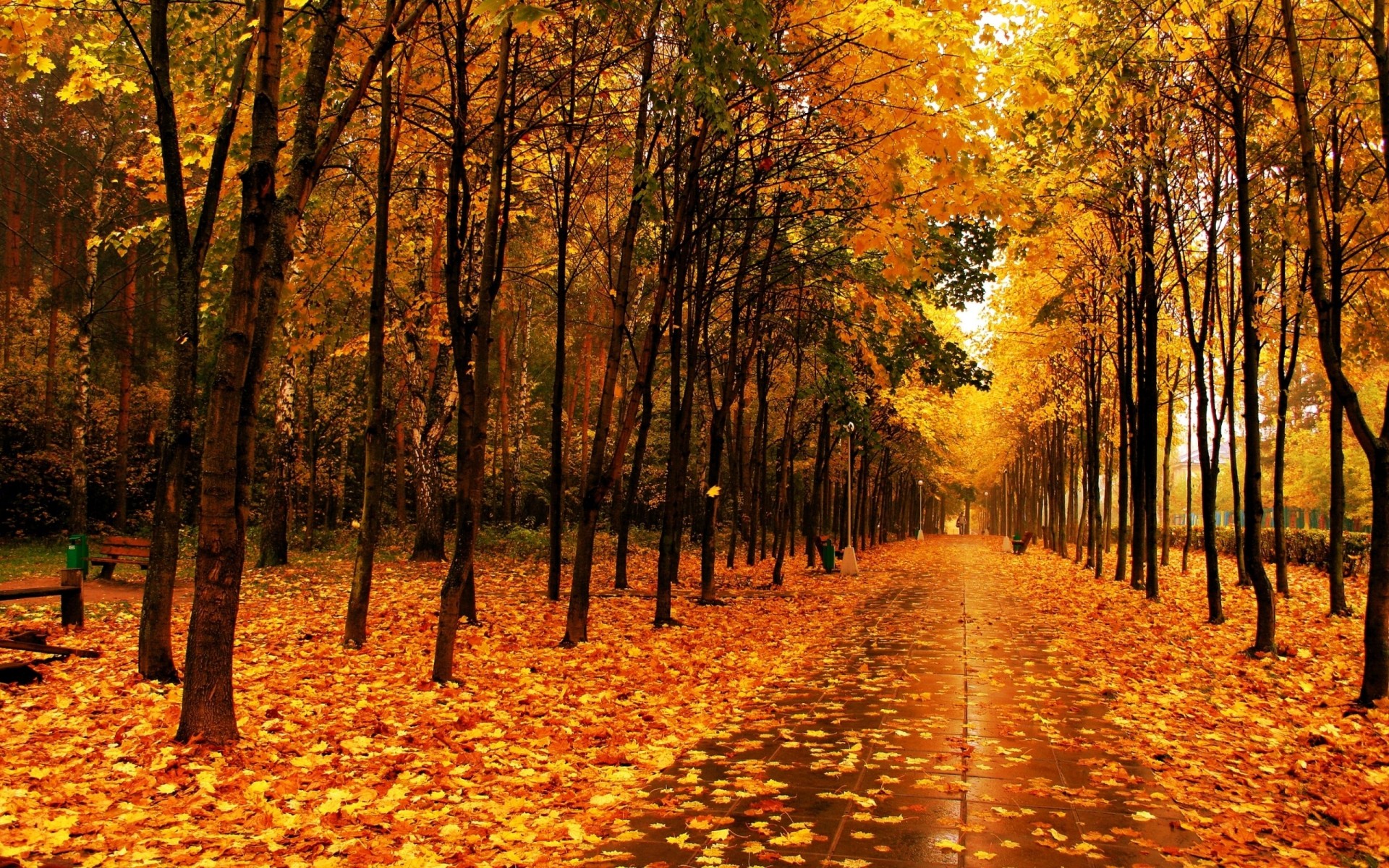 wet tiles tree park alley autumn path