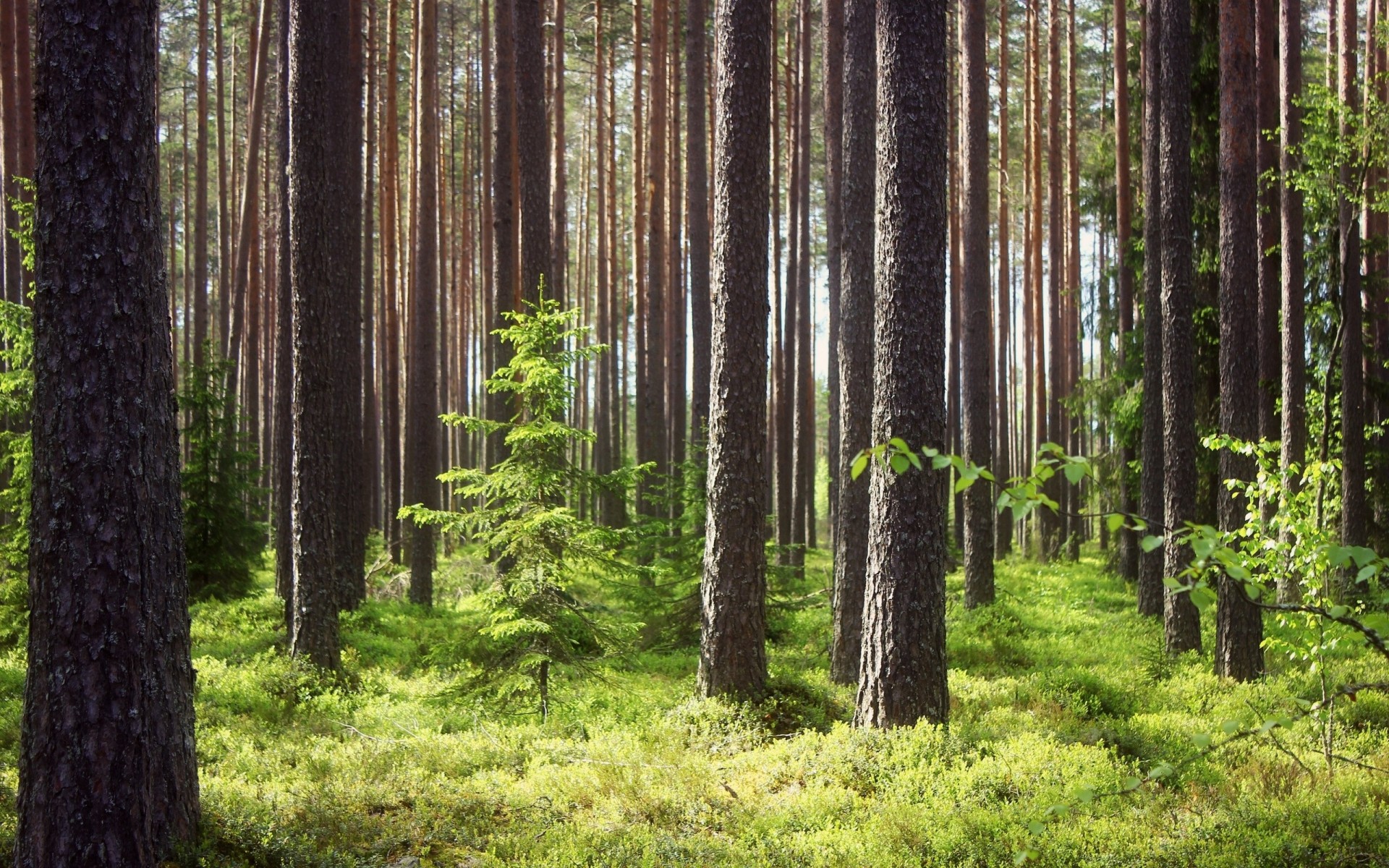 herbe forêt cub fond pin