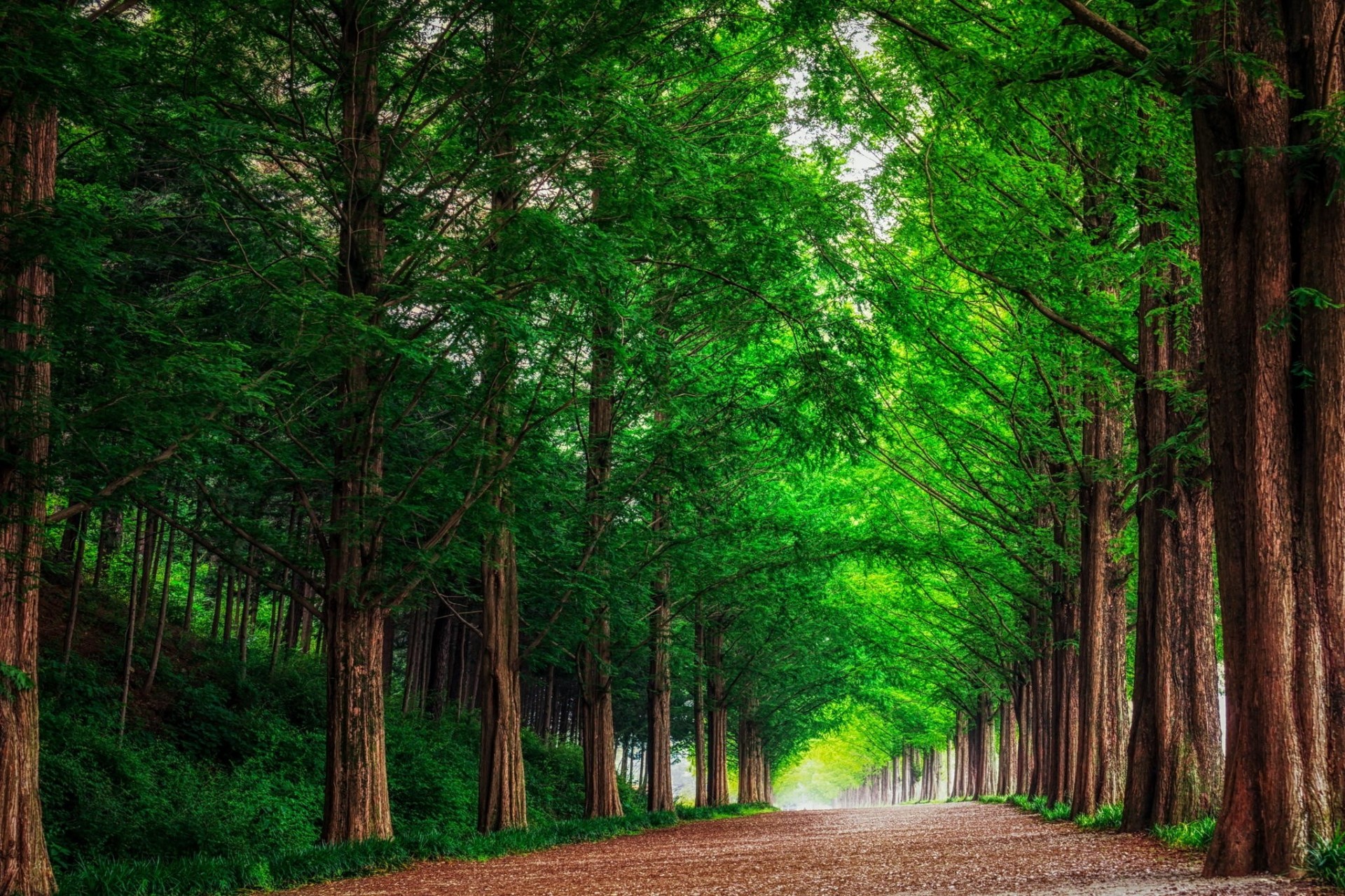 landschaft natur bäume wald straße südkorea gasse