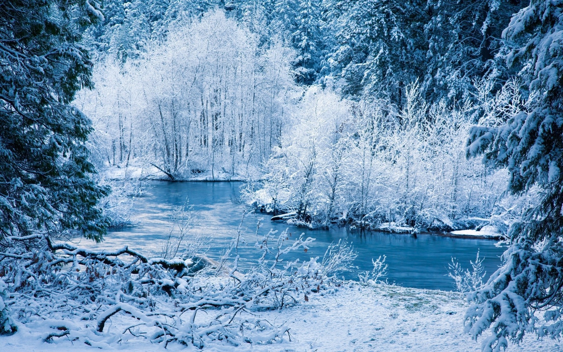 fourrés neige glace hiver rivière branches buissons branche nouvel an