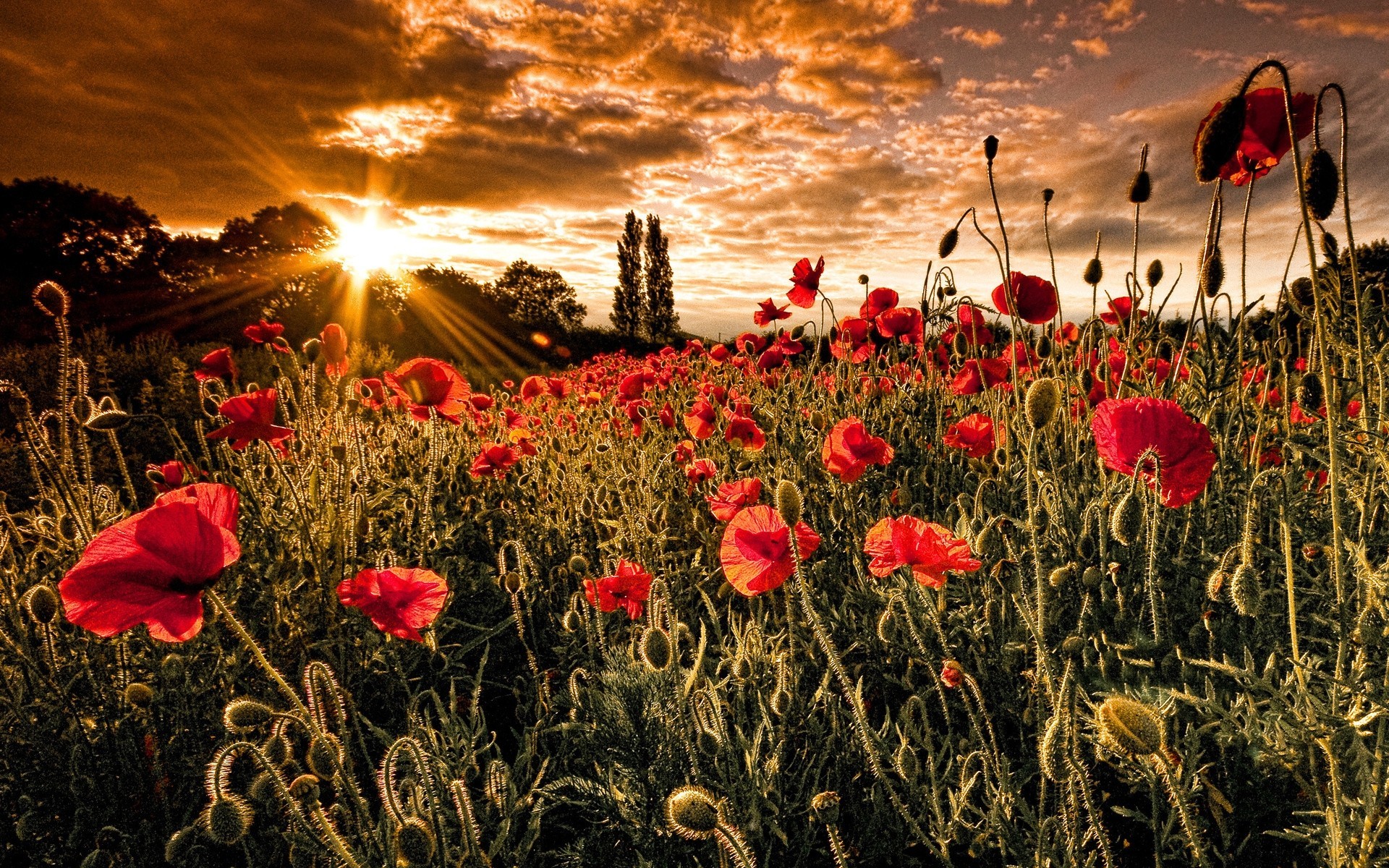 soleil champ coquelicots nature