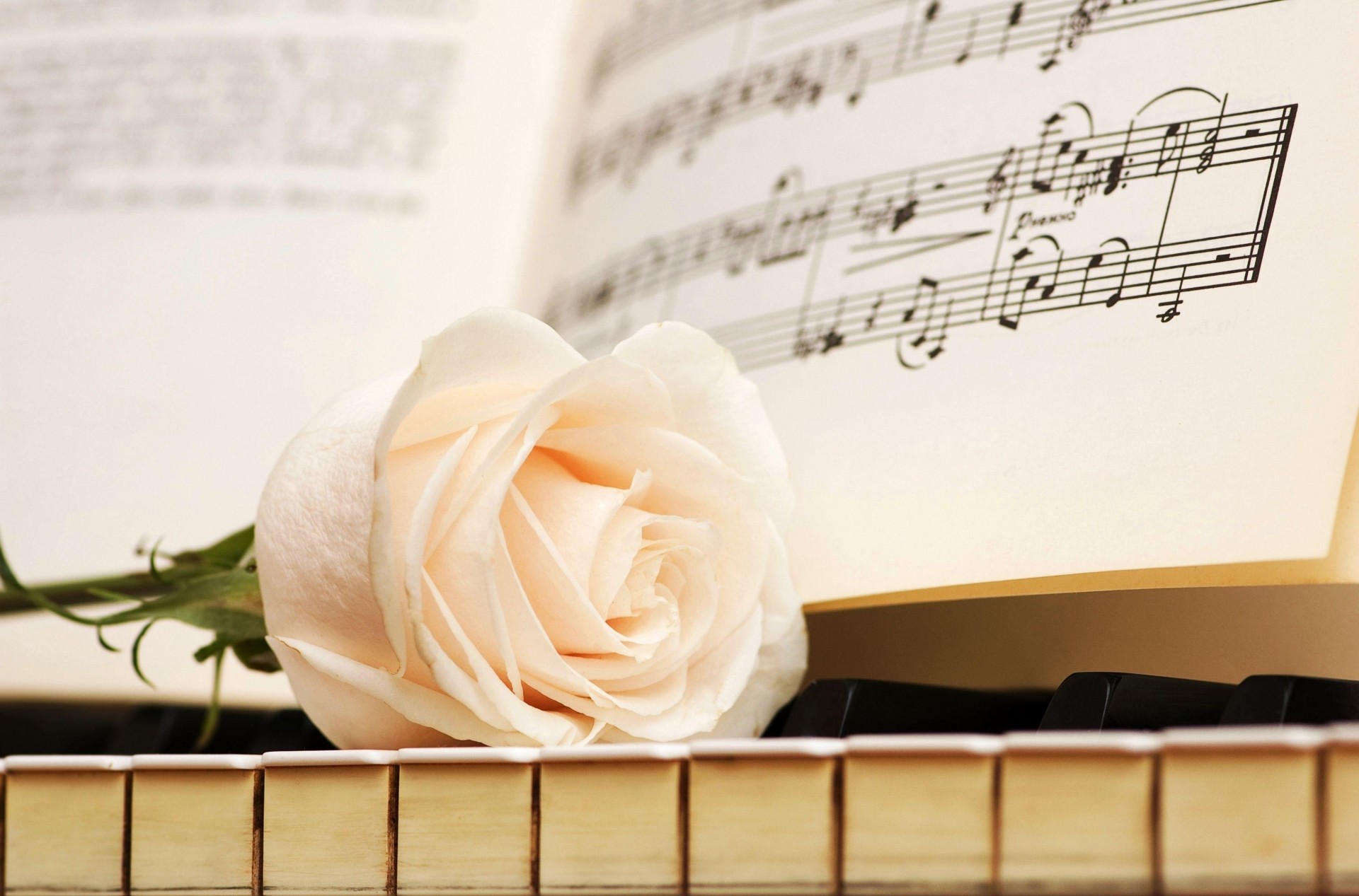 rose flower notes key music bud