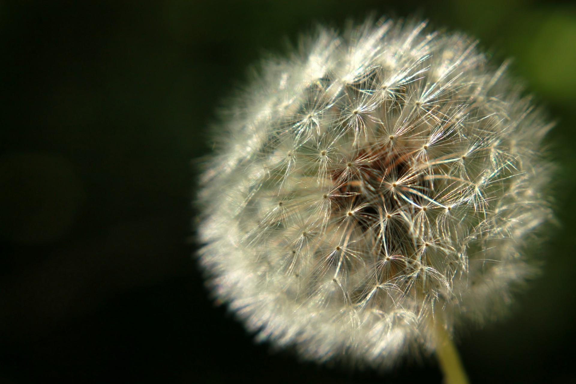 natura trawa lato mniszek lekarski makro roślina