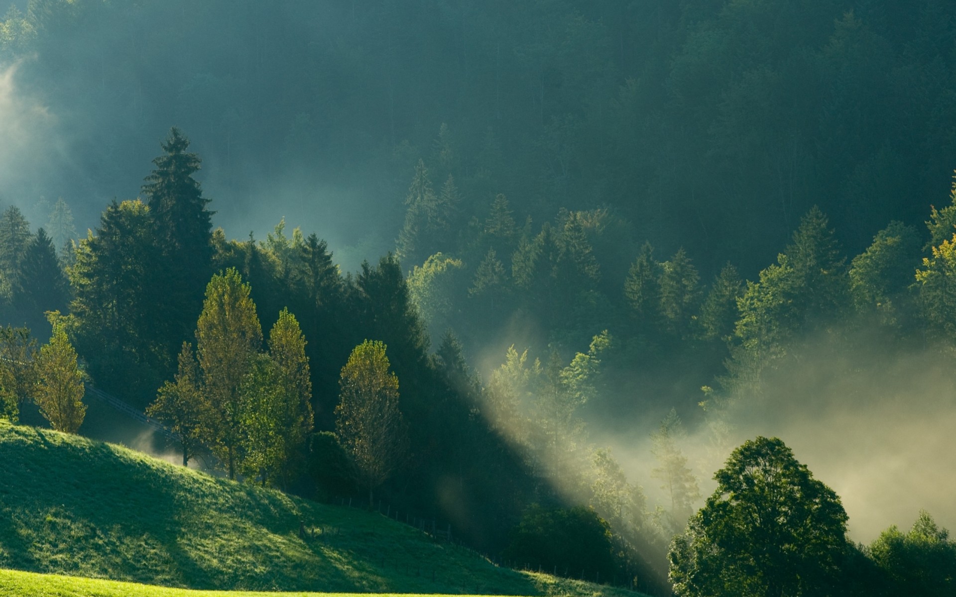 morning mountain fog forest nature