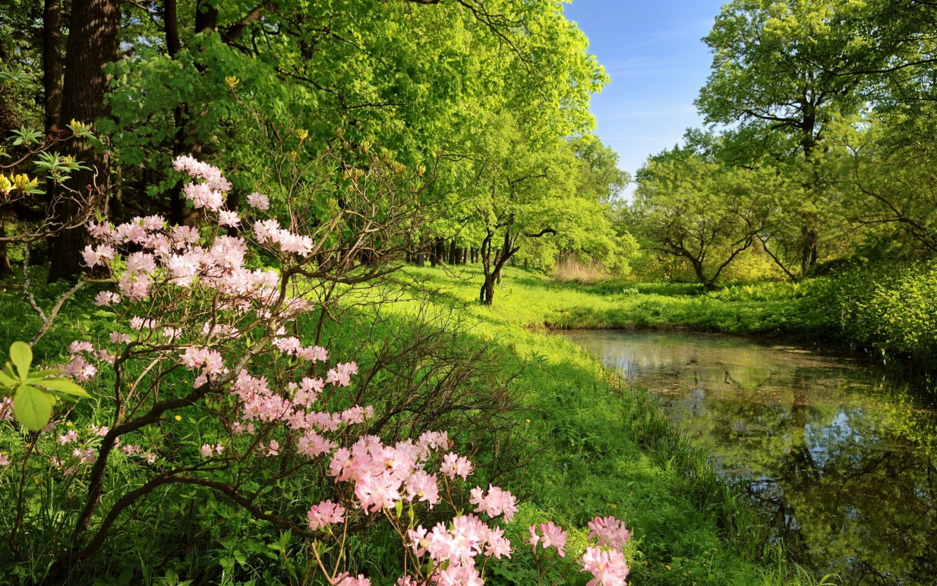 pring shadow flowers tree forest water clear branches green pond