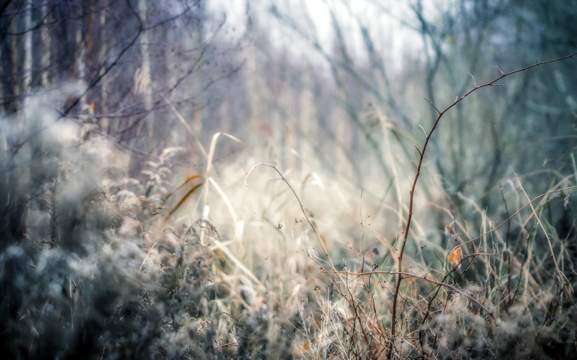 background forest nature