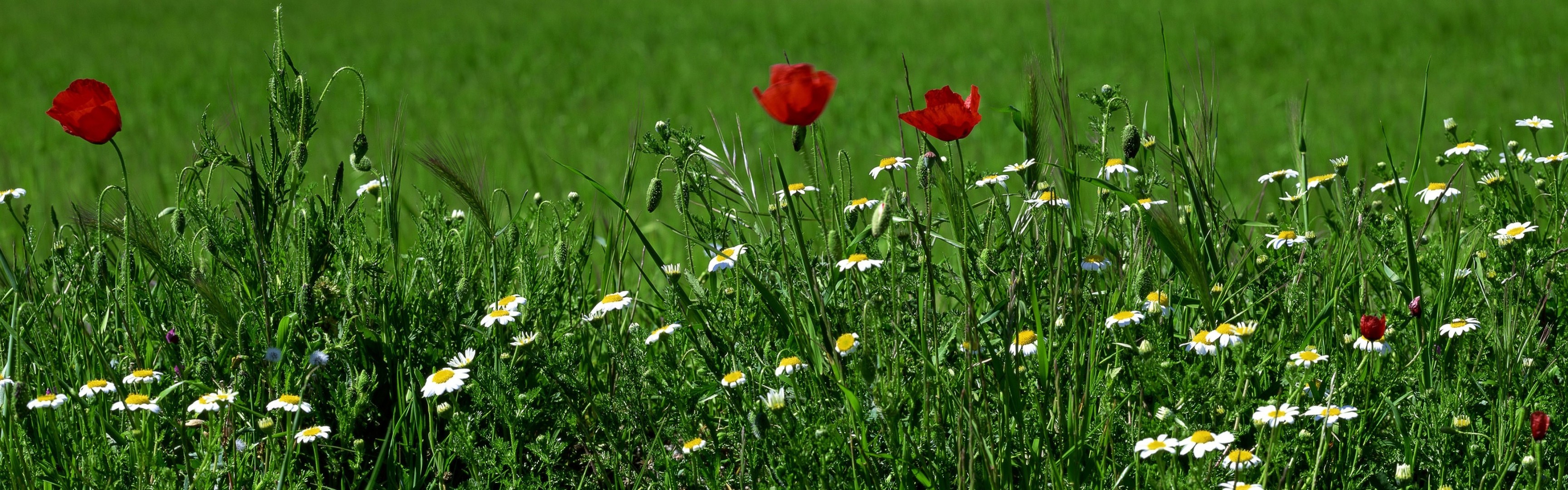 gänseblümchen mohnblumen gras blumen grüns