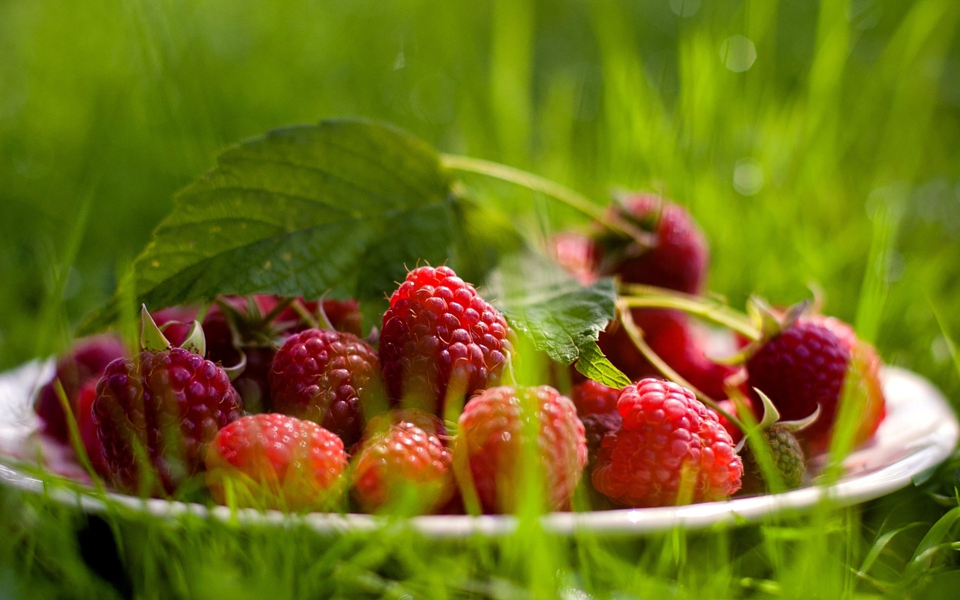 himbeeren grüns beeren essen sommer makro