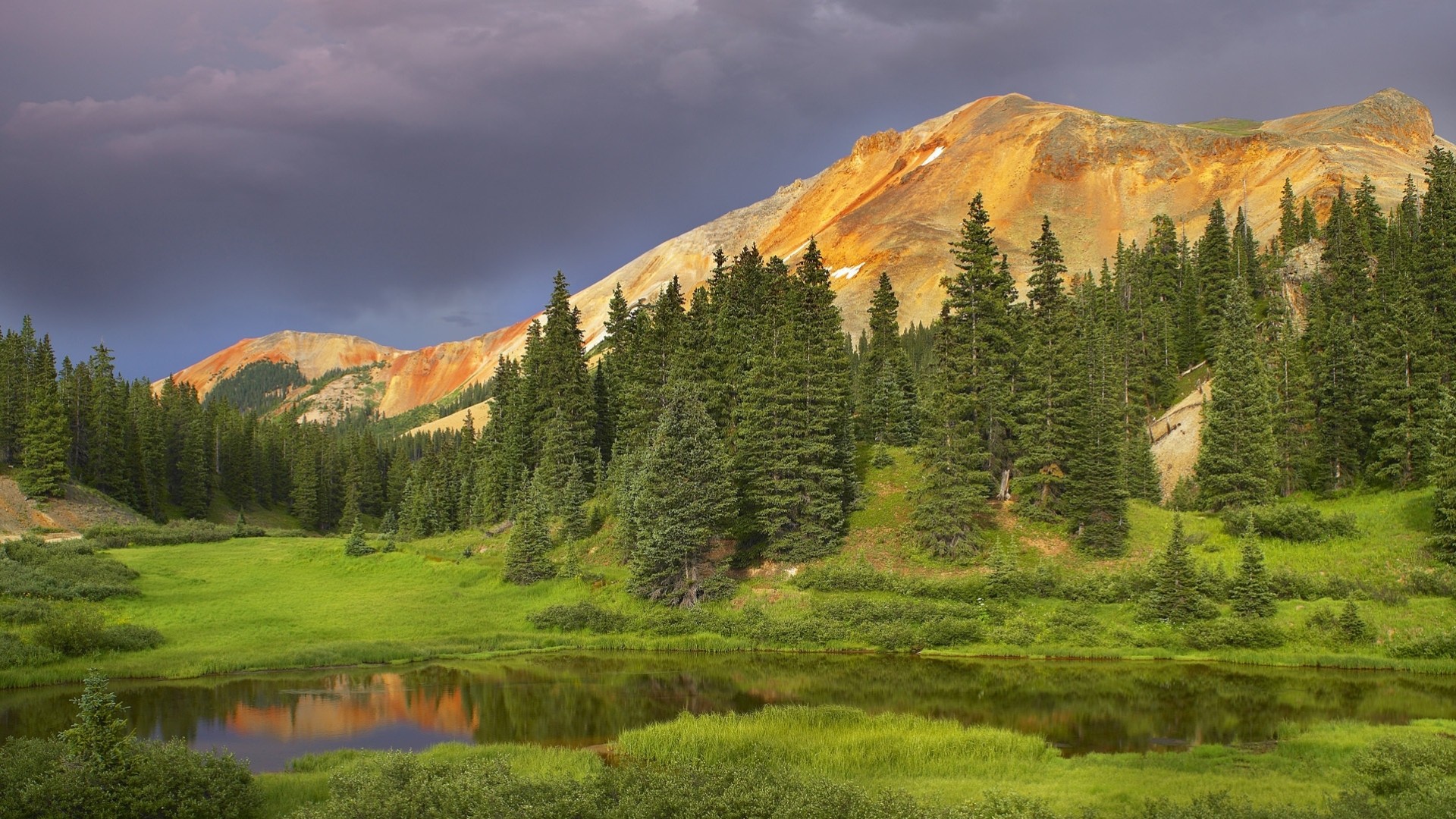 bäume wald berge jungtier natur