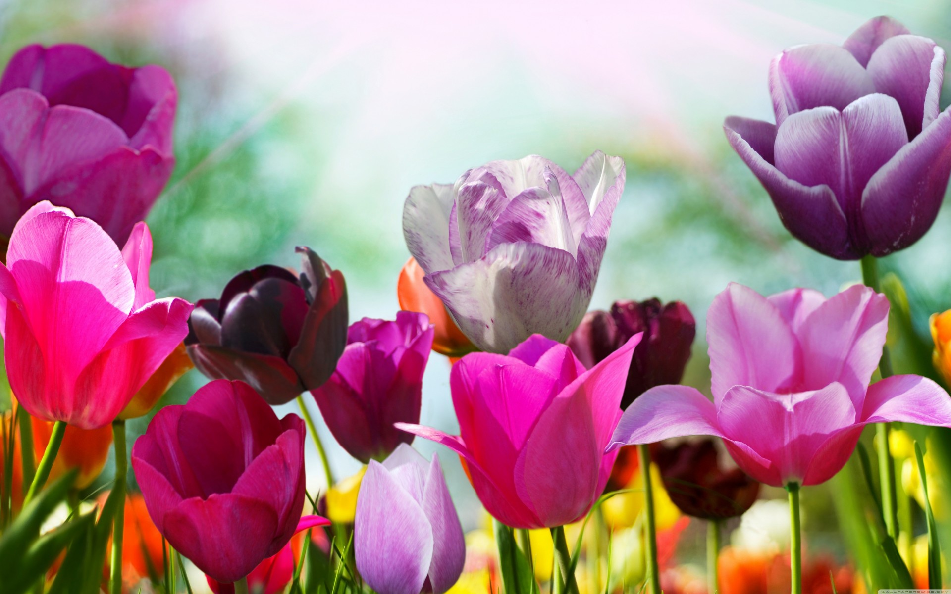 tulipes couleurs