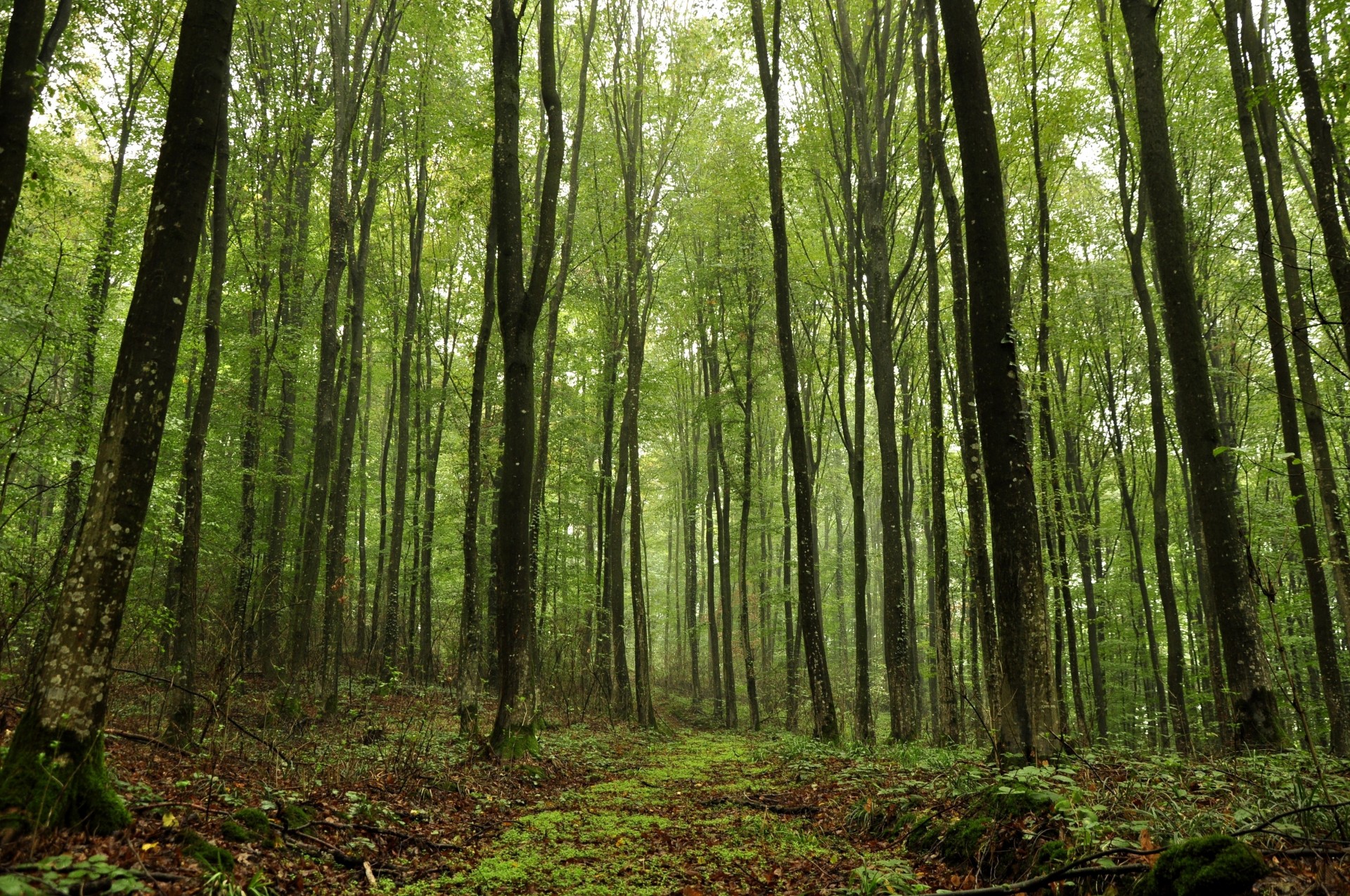 arbres forêt nature