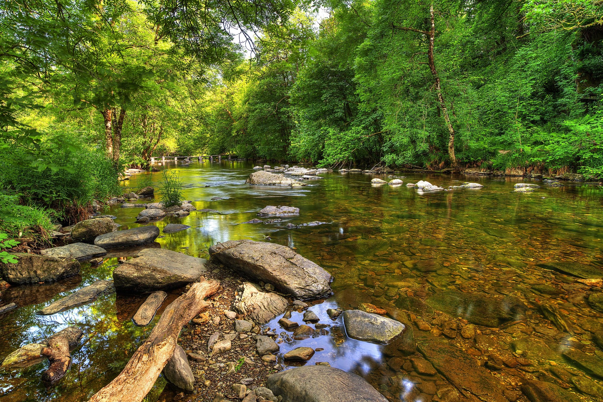 arbres paysage rivière