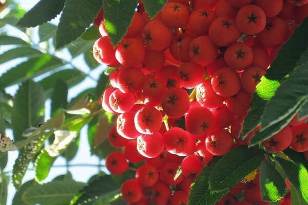 Pinsel rote Eberesche in der Sonne