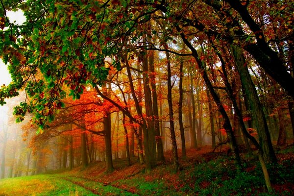 Bright colorful autumn forest