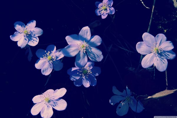 Fleurs de printemps dans toute la ville