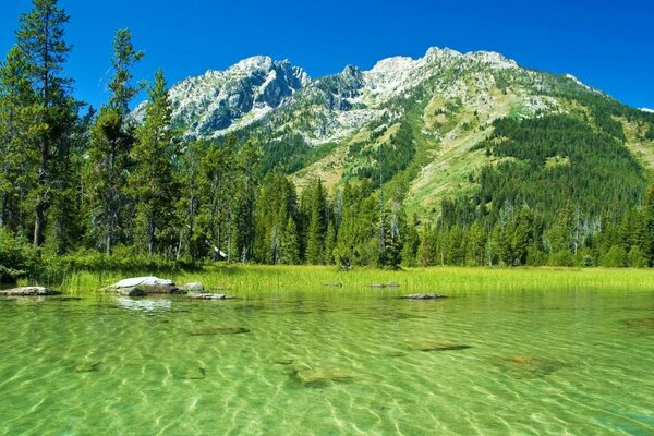 Lago con agua verde y bosque en el fondo de las montañas