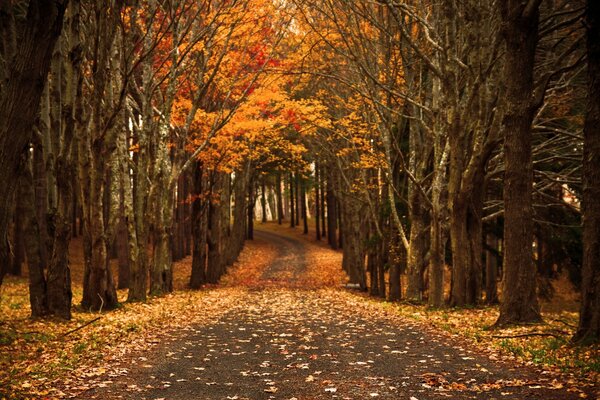 Waldstraße im Herbst mit gelben Blättern