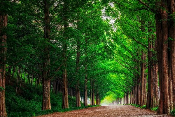 Ein Paradies, das einen Spaziergang verfeinert