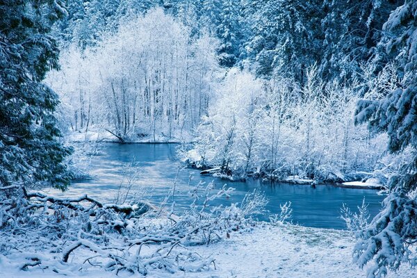 Fiume in una bellissima foresta invernale