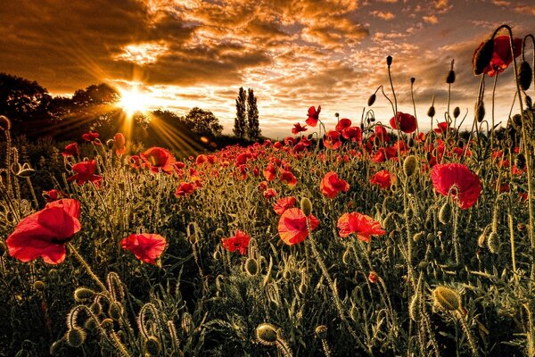 Campo de amapola. El sol que sale