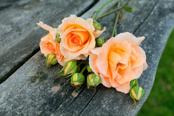 Zarte orangefarbene Rosen mit ungeöffneten Knospen liegen auf einer Bank