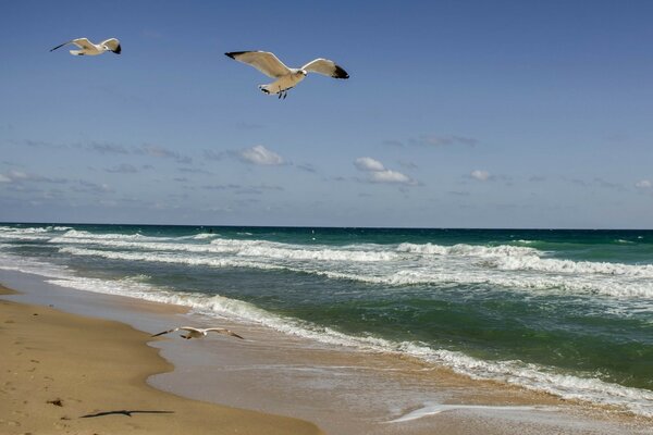 Seagulls in flight near the seashore