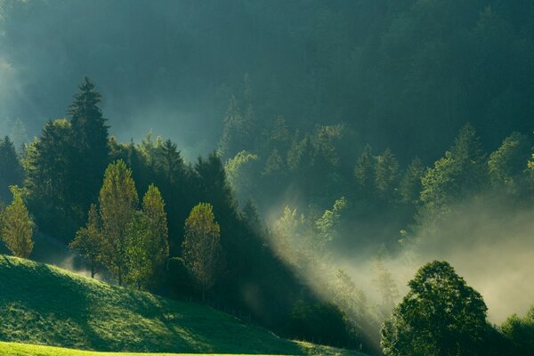 Morning view of mountains, fog, forest