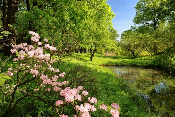 Arbuste à fleurs et des arbres comme un étang