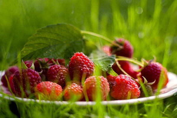 Ein Teller Himbeeren im Sommergras