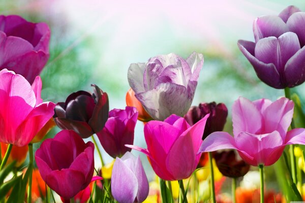 Los tulipanes rosados crecen en el campo